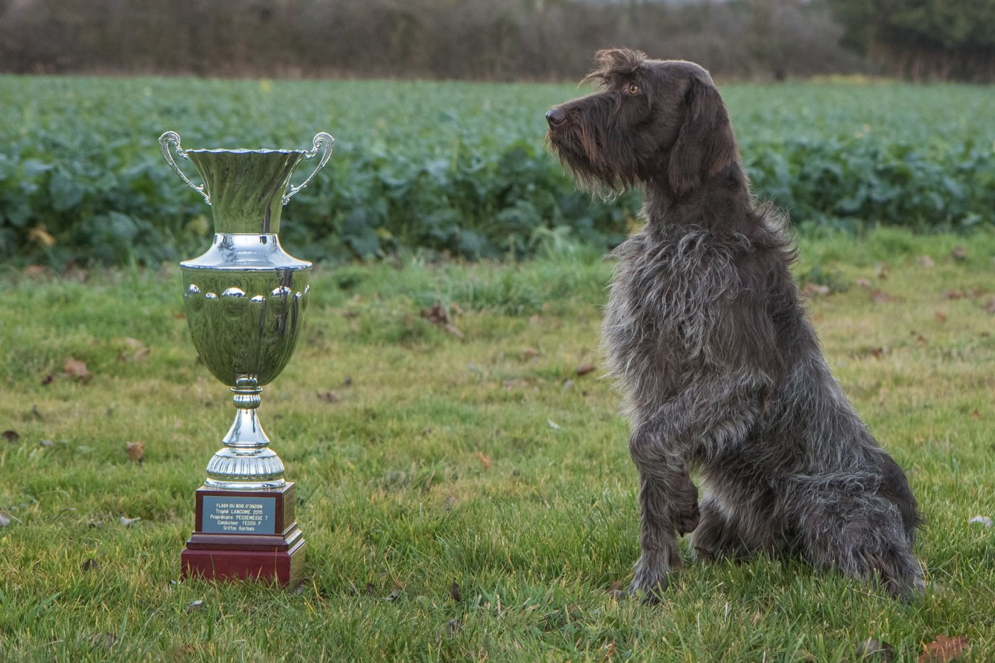TR. CH. Seccotine de Franc Jeu