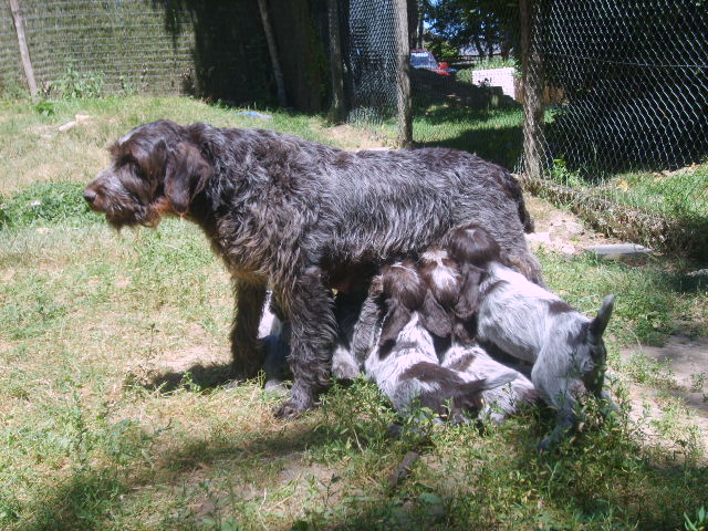Photos des chiots Argos-Thémis 07/07/2010