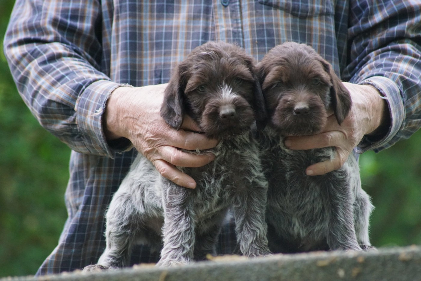 de Franc Jeu - Chiots disponibles - Griffon d'arrêt à poil dur Korthals