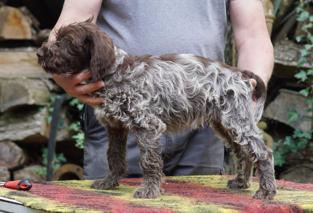 de Franc Jeu - Chiots disponibles - Griffon d'arrêt à poil dur Korthals