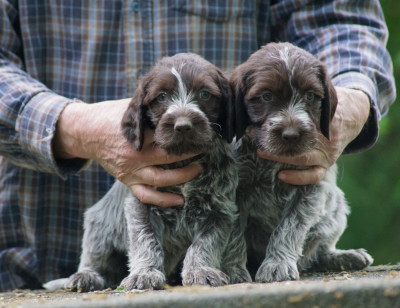 CHIOT 7