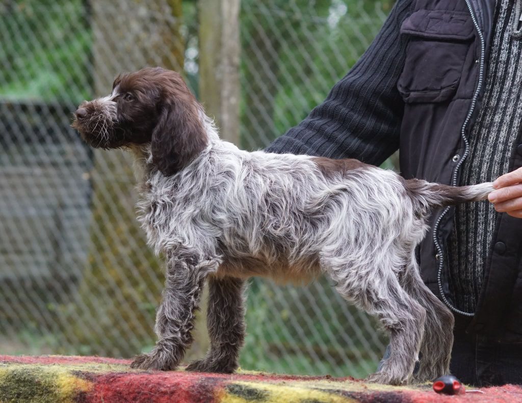 de Franc Jeu - Chiots disponibles - Griffon d'arrêt à poil dur Korthals