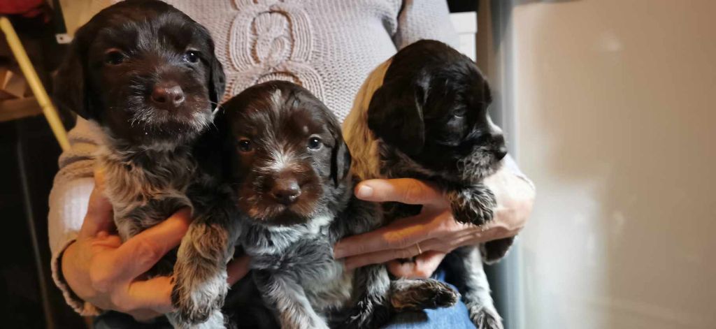 Chiot Griffon d'arrêt à poil dur Korthals de Franc Jeu