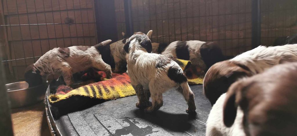 de Franc Jeu - Chiots disponibles - Griffon d'arrêt à poil dur Korthals